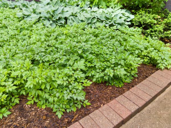 Brick Hardscaping Service